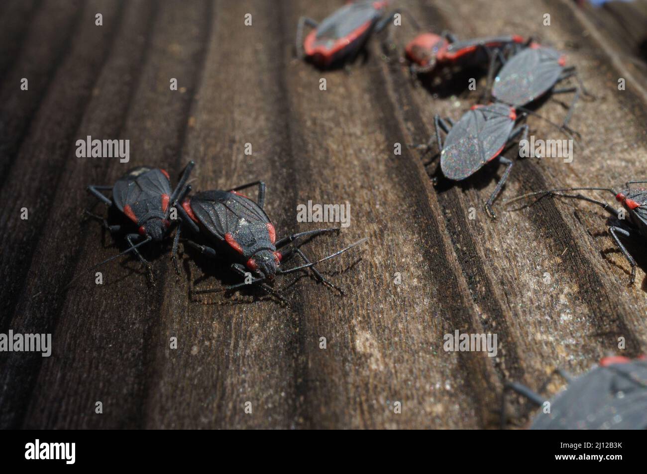 Insecte de boîte de l'aulne grand groupe d'infestation de reproduction sur la clôture en bois Banque D'Images