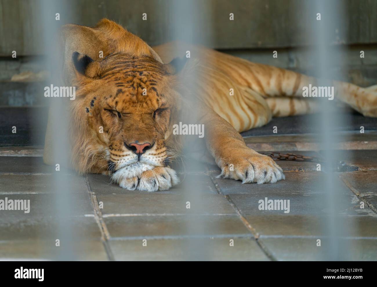 Lazy Liger dorme dans la cage du zoo, la vue de face du Liger est sur le sol. Banque D'Images