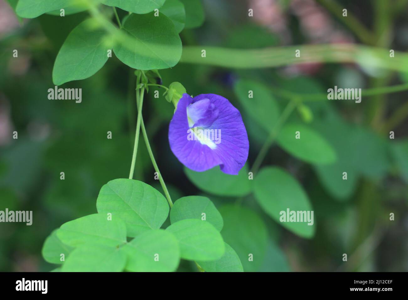 Clitoria ternatea, communément appelé ailes de porc asiatiques, bleuet, pois bleus, pois papillons, pois cordofan, Pois de Darwin, bleu ternate. Banque D'Images