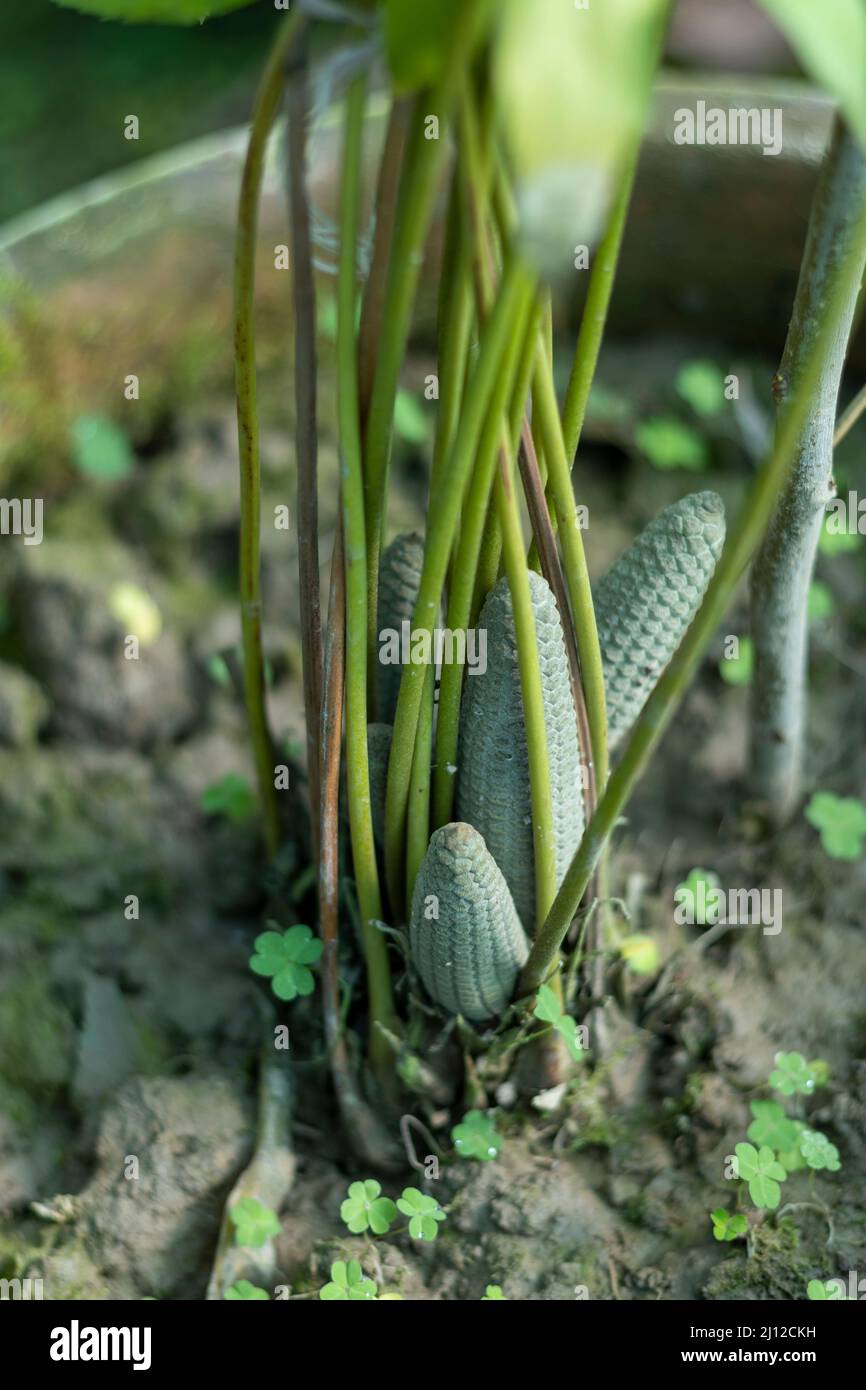 cycas revolta king sago palmier cône de semence Banque D'Images