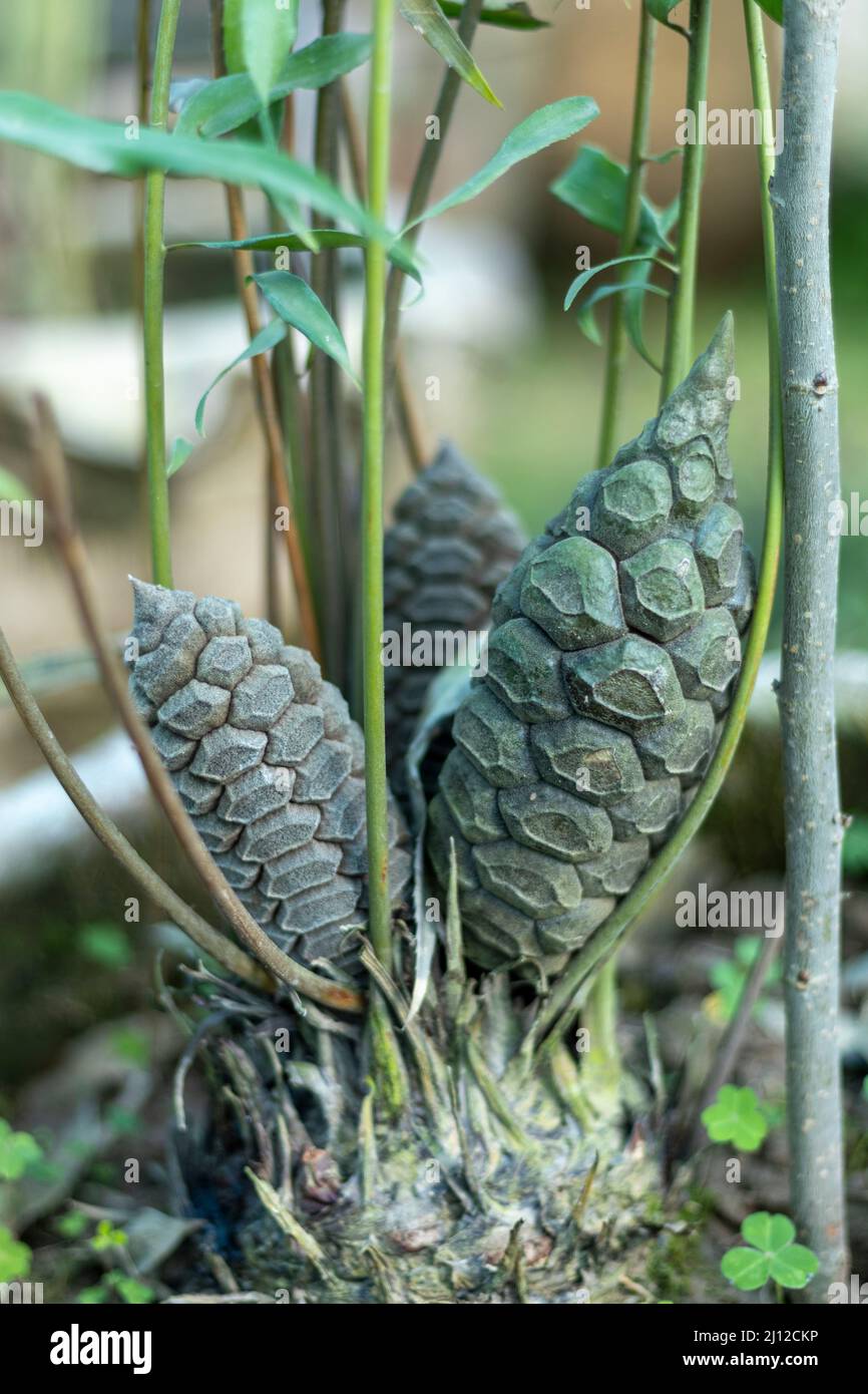Gros cône de graines de palmier sagou Banque D'Images