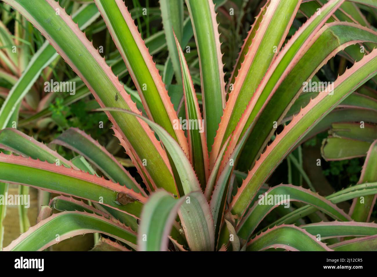 Gros plan d'une plante ornementale d'ananas Banque D'Images