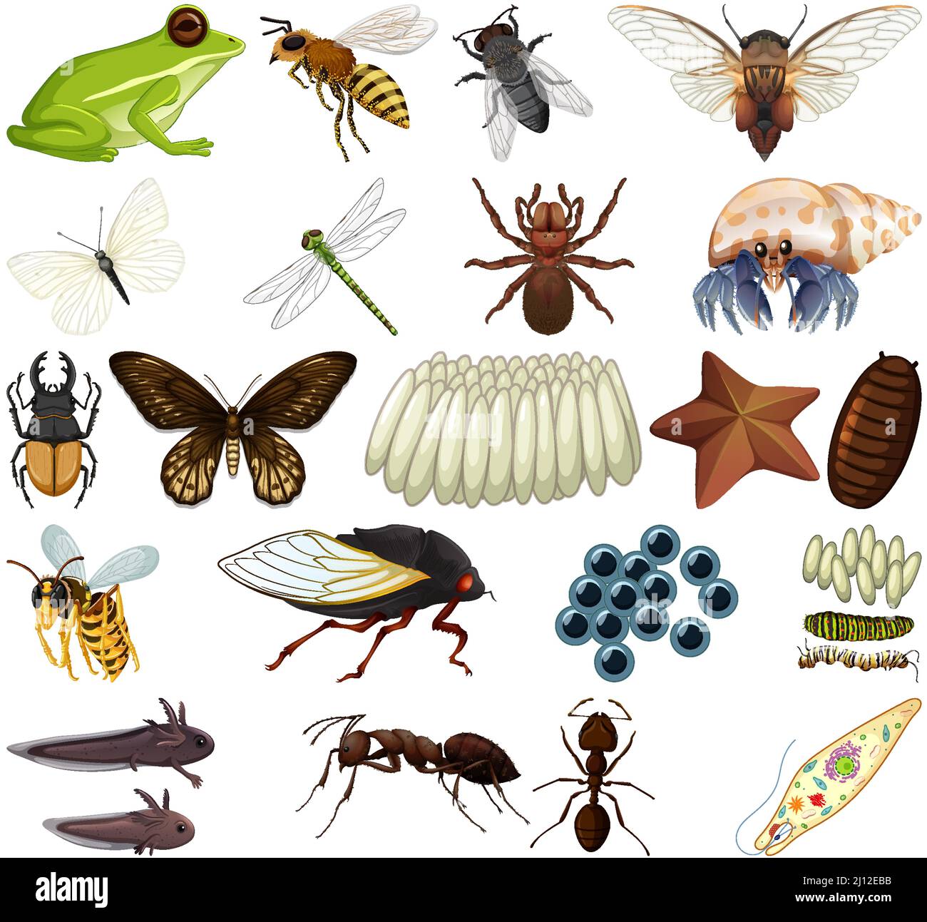 Différents types d'insectes et d'animaux sur fond blanc illustration Illustration de Vecteur