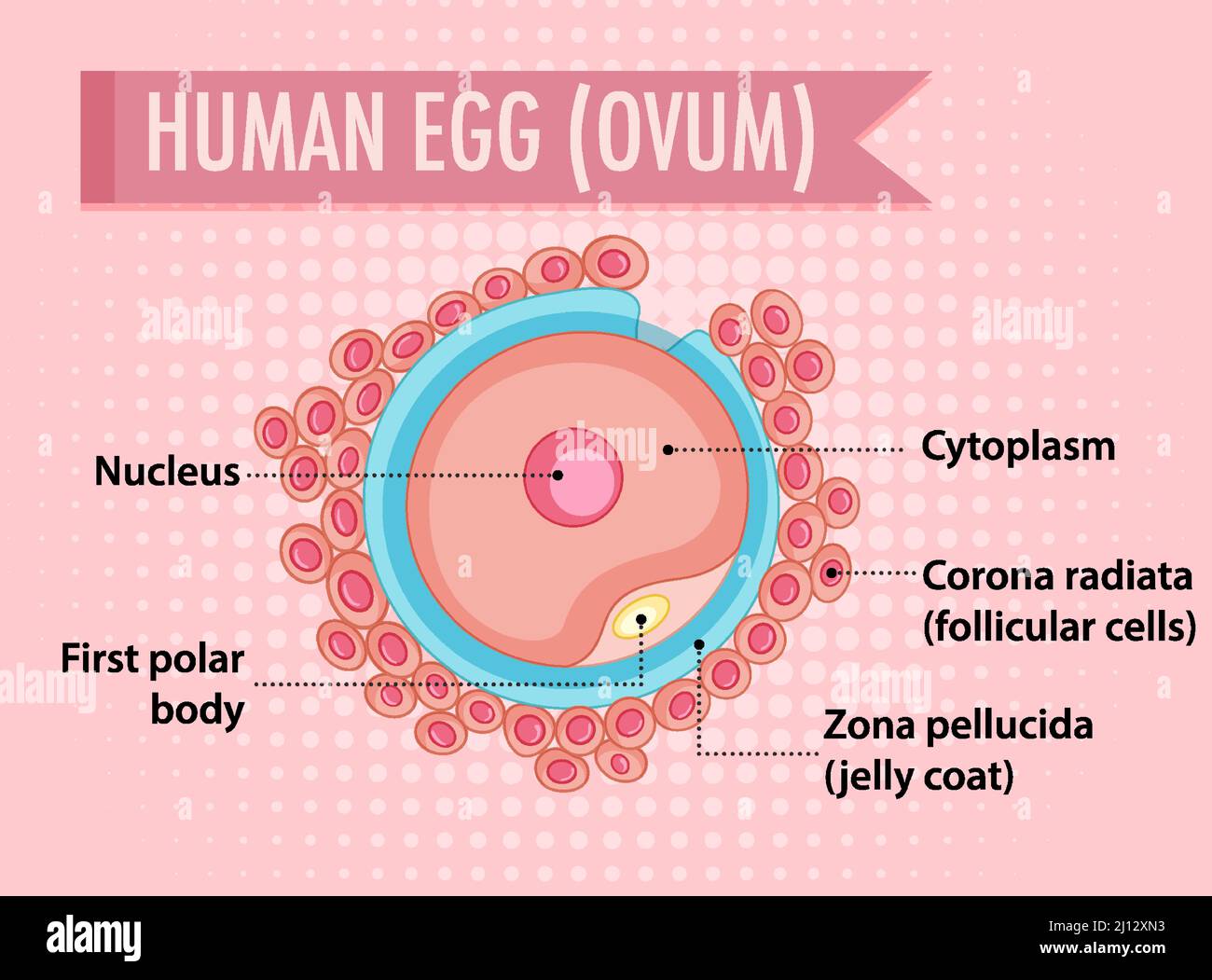 Schéma illustrant l'illustration de l'ovule humain Image Vectorielle ...