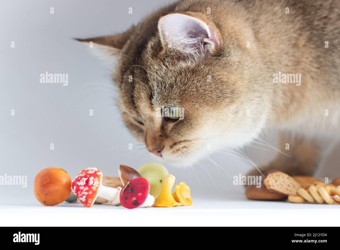 Inquisitif Green-Eyed British Shorthair Golden Chinchilla NY25 Banque D'Images