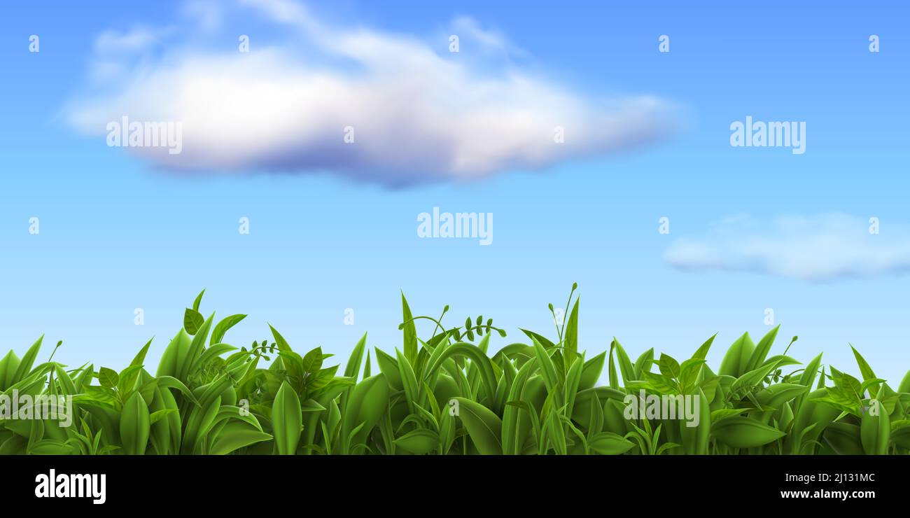 Paysage naturel réaliste avec de l'herbe fraîche et ciel bleu avec des nuages. Ferme verte de printemps ou terrain de football, prairie ou pelouse scène vectorielle d'herbe Illustration de Vecteur