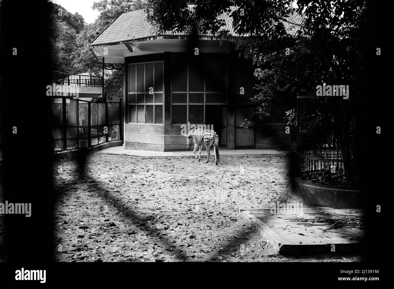 Nous pensons souvent que les animaux auront une bonne vie au zoo. Il semble que les humains prennent soin d'eux, ils ne semblent pas comme ça. Banque D'Images