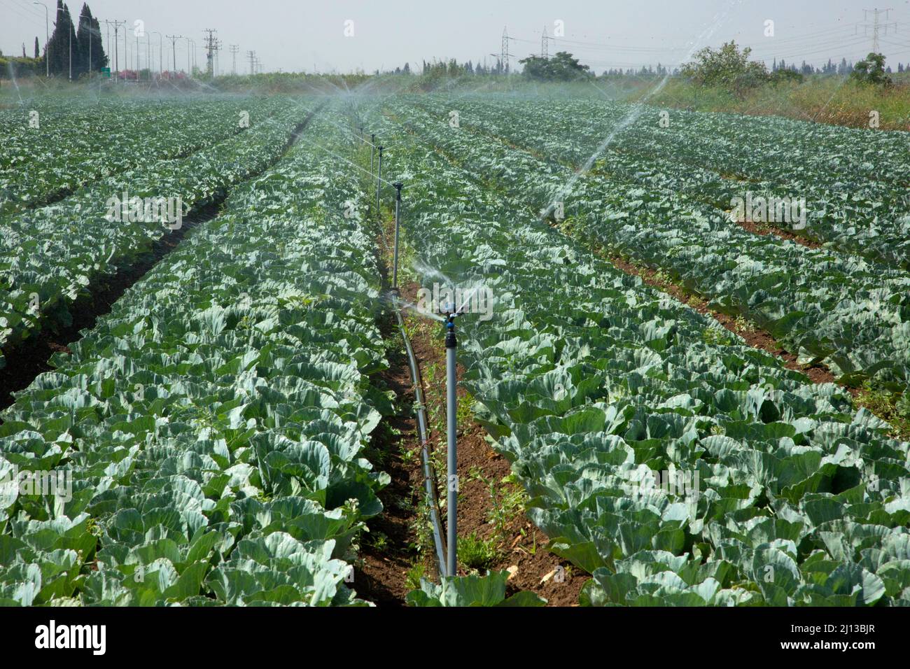 Arroseurs irriguant un champ de choux-fleurs photographiés en Israël Banque D'Images