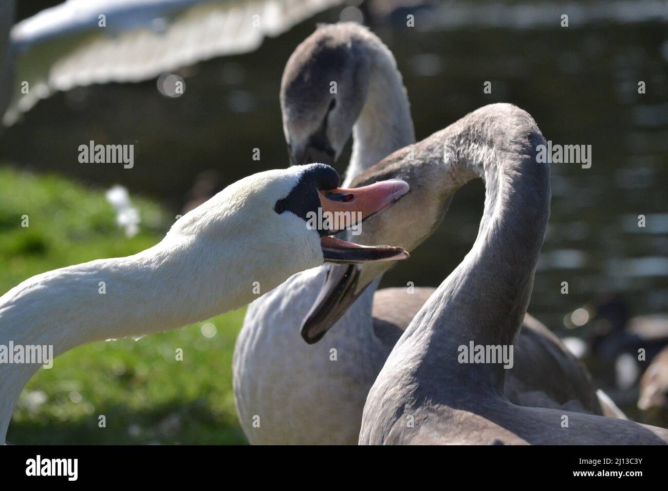 Cygnus Olor - Cygnes muets le jour du soleil - adulte + jeunes cygnes - famille des oiseaux d'eau Anatidae - Driffield - Royaume-Uni Banque D'Images