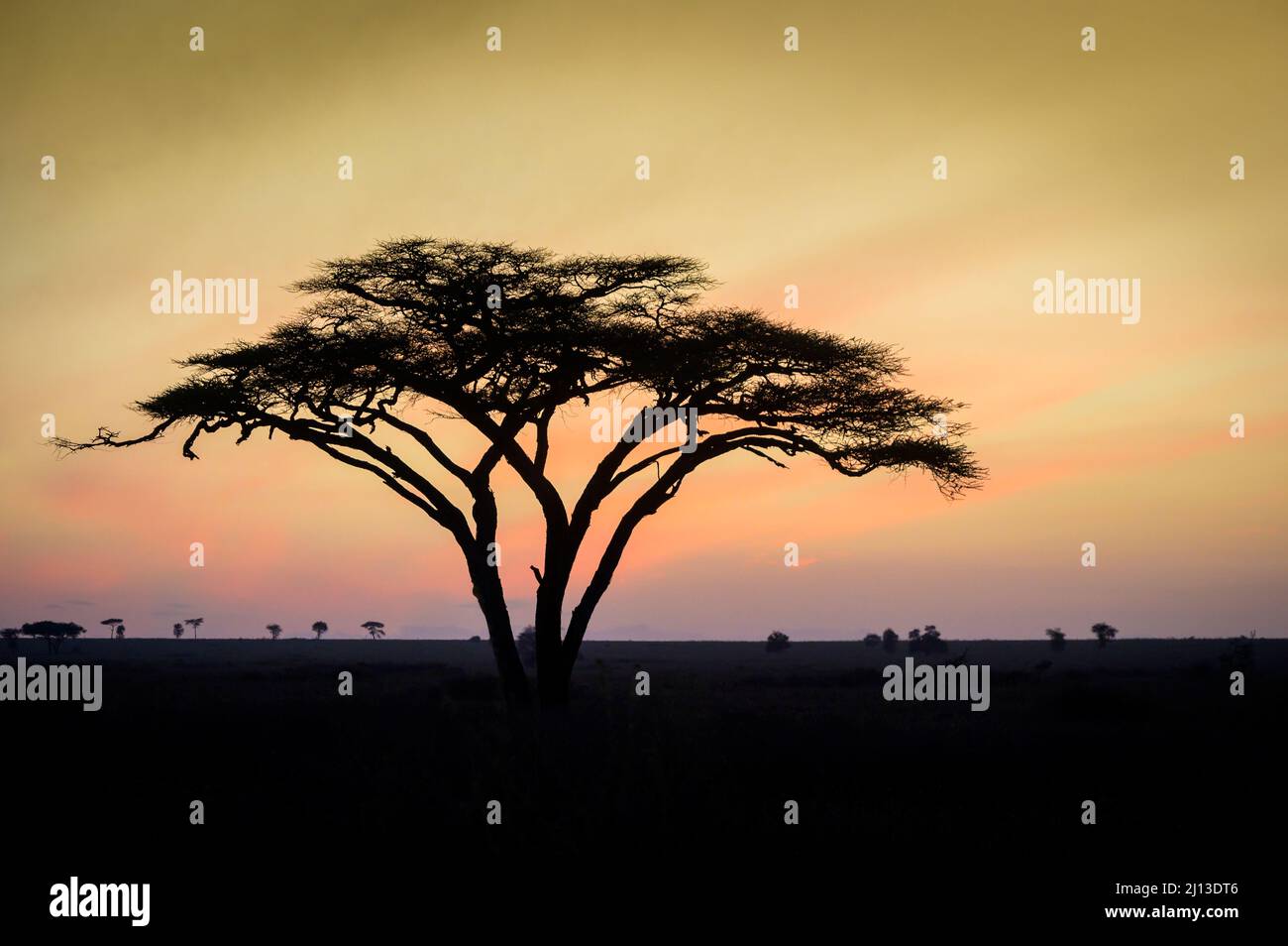 Silhouette d'acacia avec coucher de soleil africain sur savane, parc national de Serengeti, Tanzanie. Banque D'Images