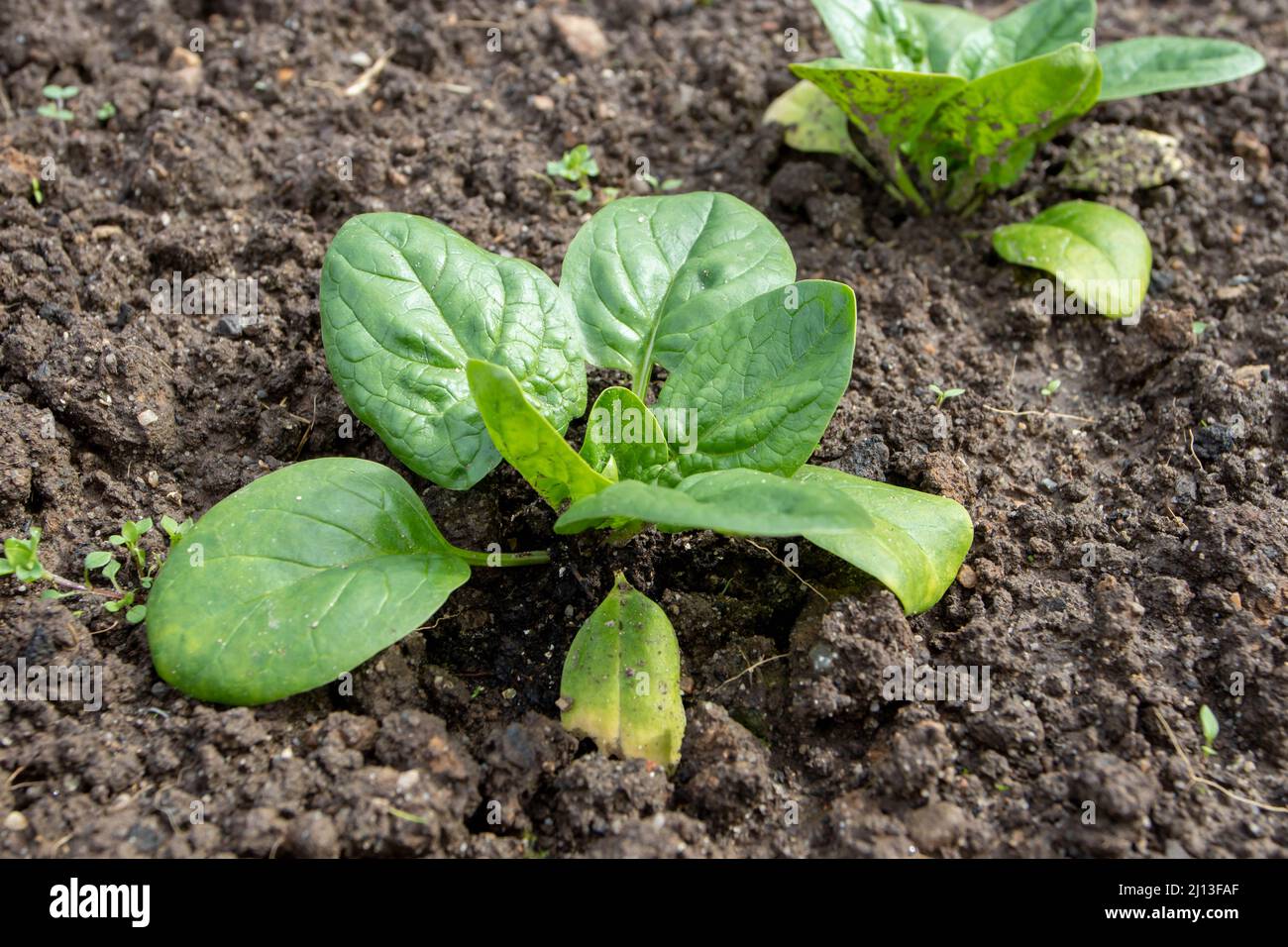 Rosette d'épinards dans le jardin. Légumes verts à feuilles.Spinacia oleracea. Banque D'Images