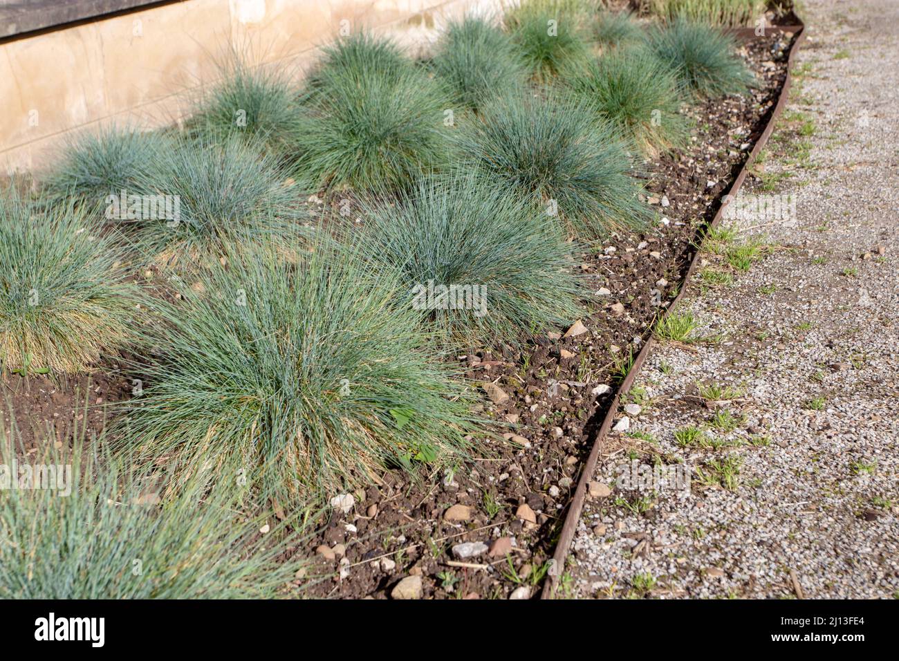 Festuca glauca plante formant des souches. Herbe décorative bleue fétuque dans le jardin. Banque D'Images