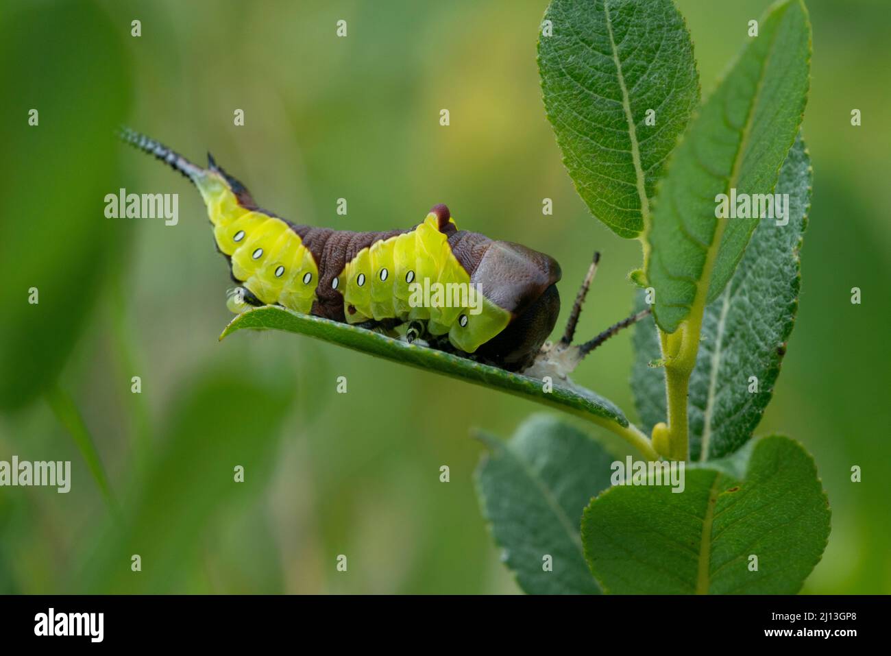 Puss Moth (Cerura vinula) Caterpillar sur willow Banque D'Images