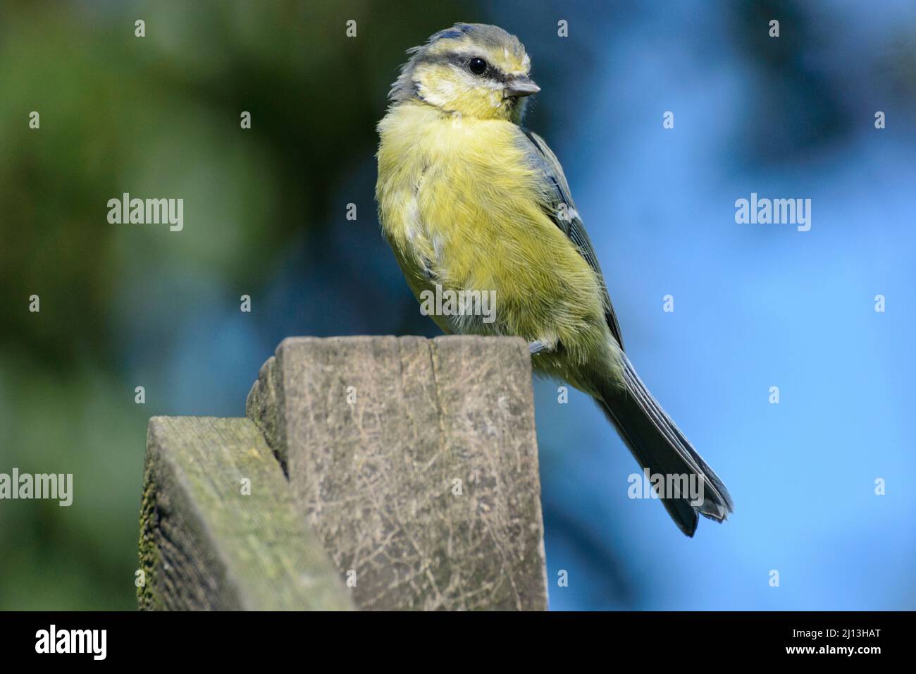 Tit bleu (Parus caeruleus) perchée sur le poteau de clôture Banque D'Images
