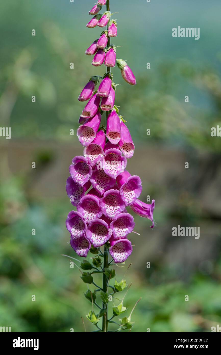 Foxglove (Digitalis purpurea), en fleur, tige simple Banque D'Images