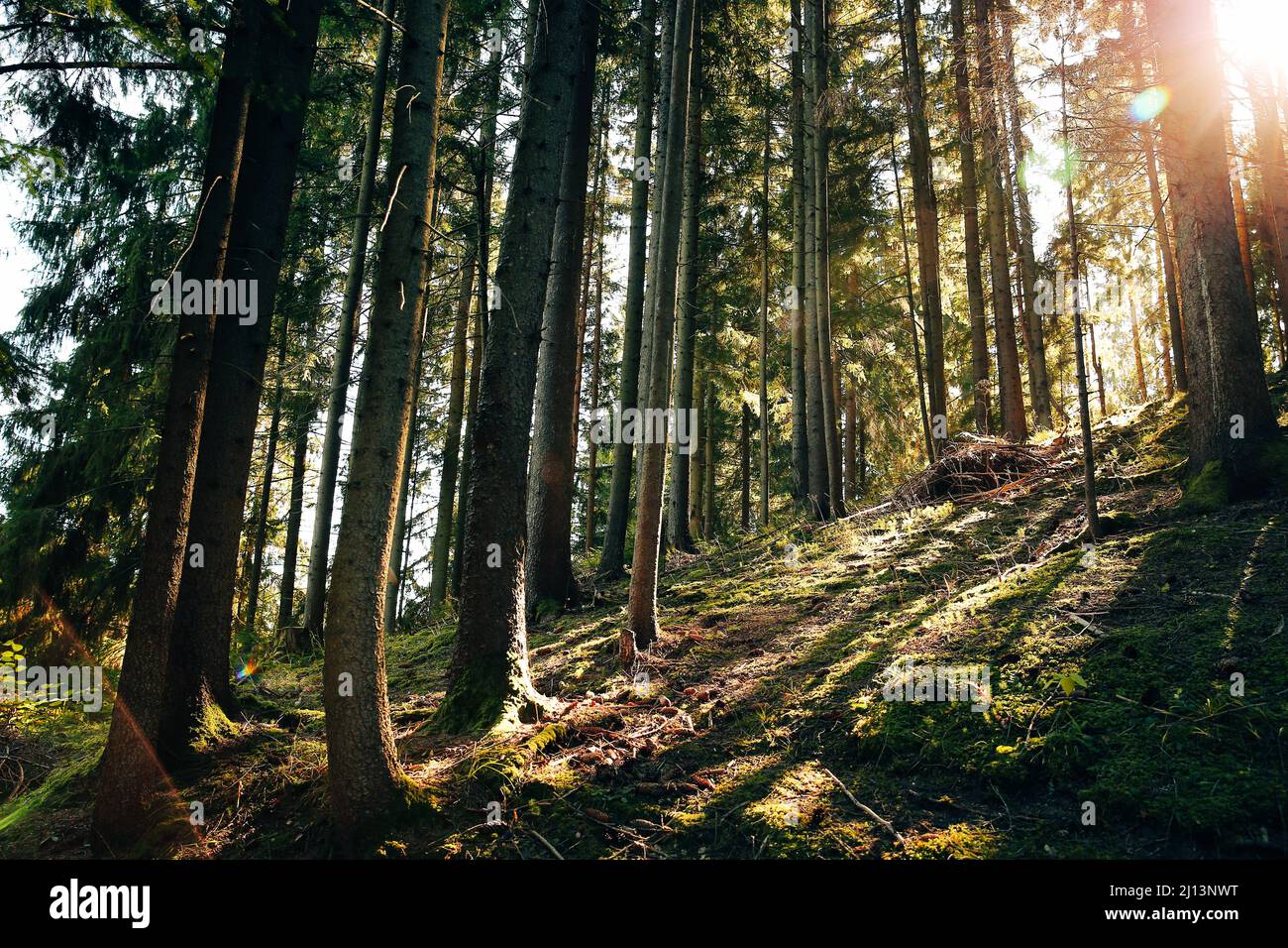 photo de paysage de forêt de pins au coucher du soleil Banque D'Images