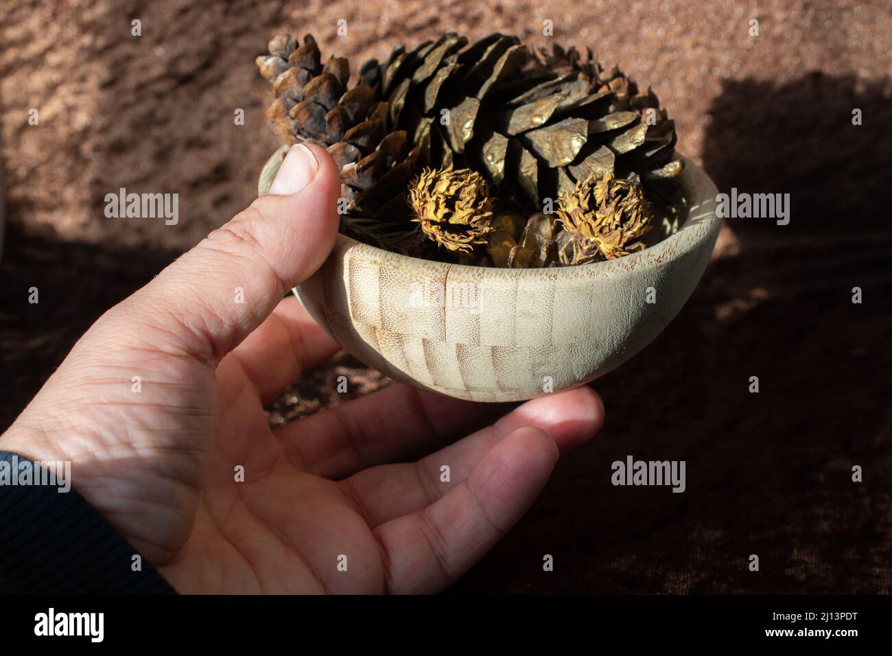 cônes de pin secs comme forêt éléments de nature arrière-plan Banque D'Images