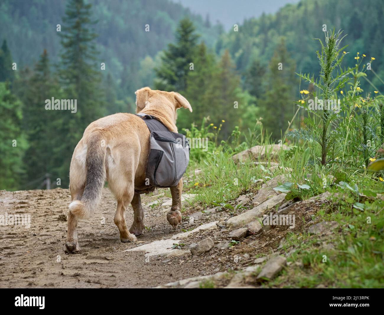 Chien sur la route des montagnes. Carpates, Ukraine Banque D'Images