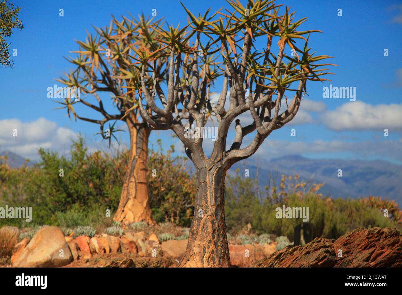 Jardins botaniques nationaux du désert de Karoo avec des sucudents, des aloès et des arbres de quiver Banque D'Images