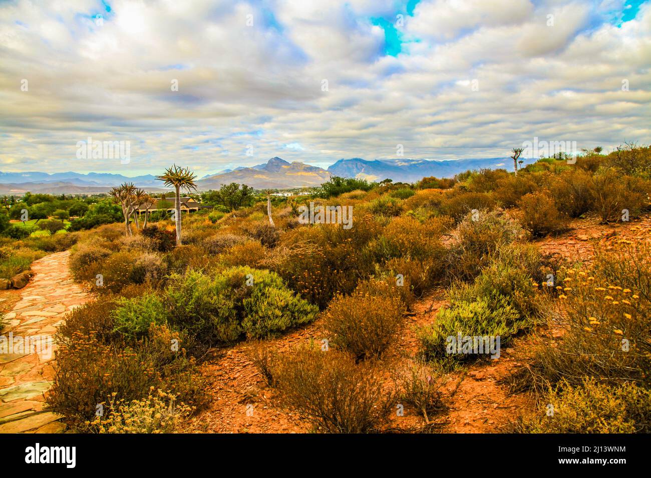 Jardins botaniques nationaux du désert de Karoo avec des sucudents, des aloès et des arbres de quiver Banque D'Images