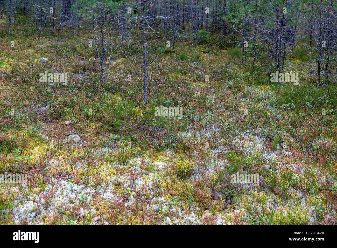 Végétation diversifiée dans une glade dans la forêt du nord, île Konevets Banque D'Images