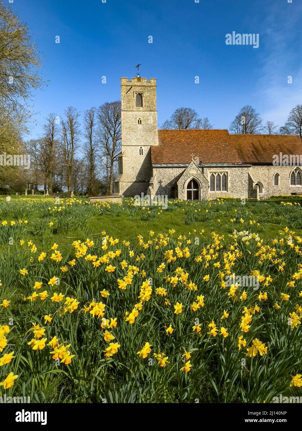 Champ de jonquilles en fleur devant All Saints Church Rickling, Essex UK contre un ciel bleu clair, Essex, Royaume-Uni. Banque D'Images