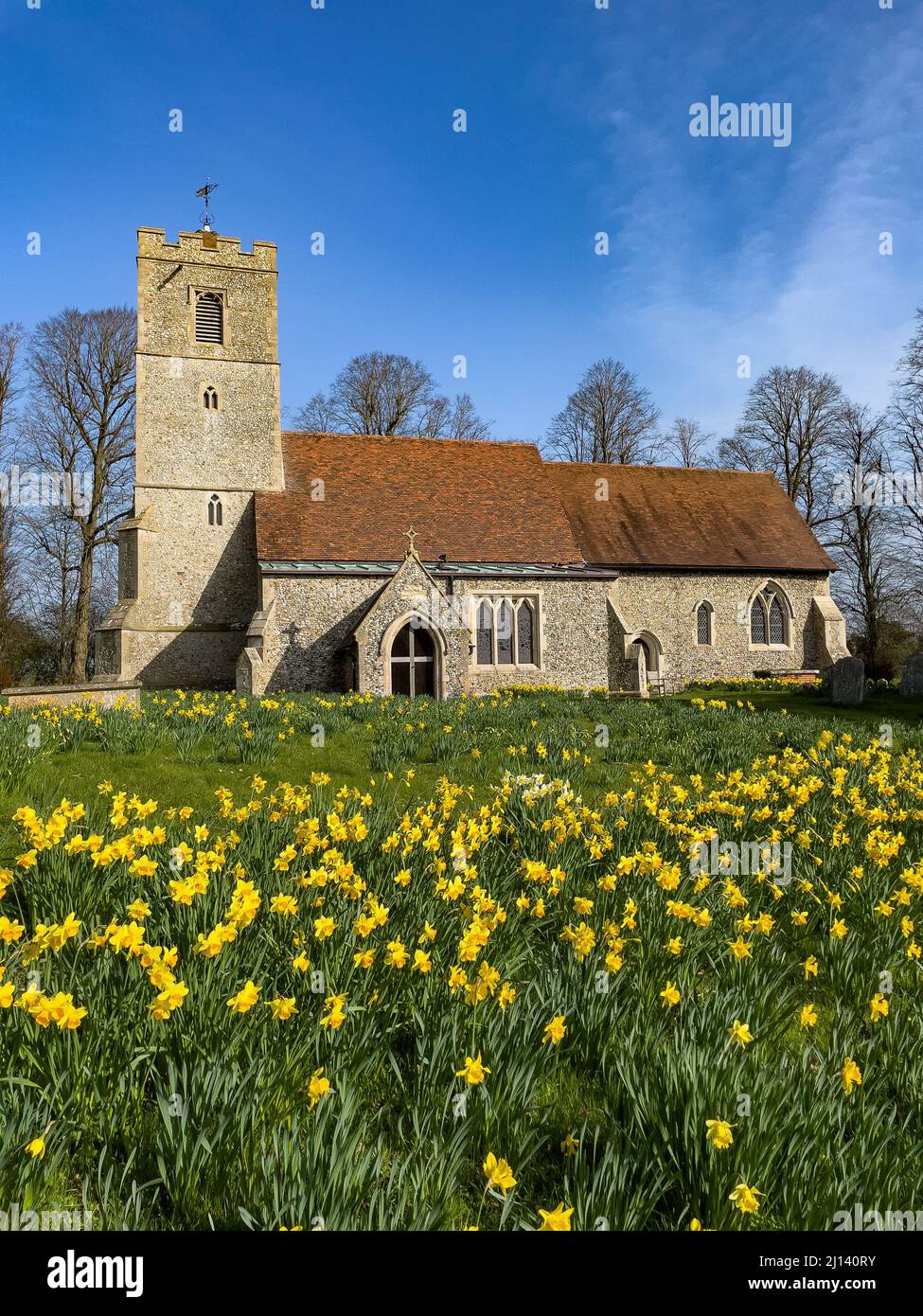 Champ de jonquilles en fleur devant All Saints Church Rickling, Essex UK contre un ciel bleu clair, Essex, Royaume-Uni. Banque D'Images