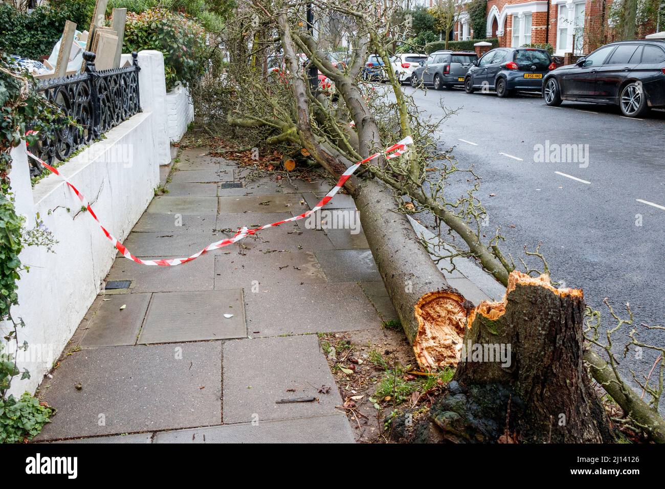 Un arbre tombé dans une rue du nord de Londres. Des dégâts considérables et plusieurs morts ont suivi les tempêtes Dudley, Eunice et Franklin Banque D'Images
