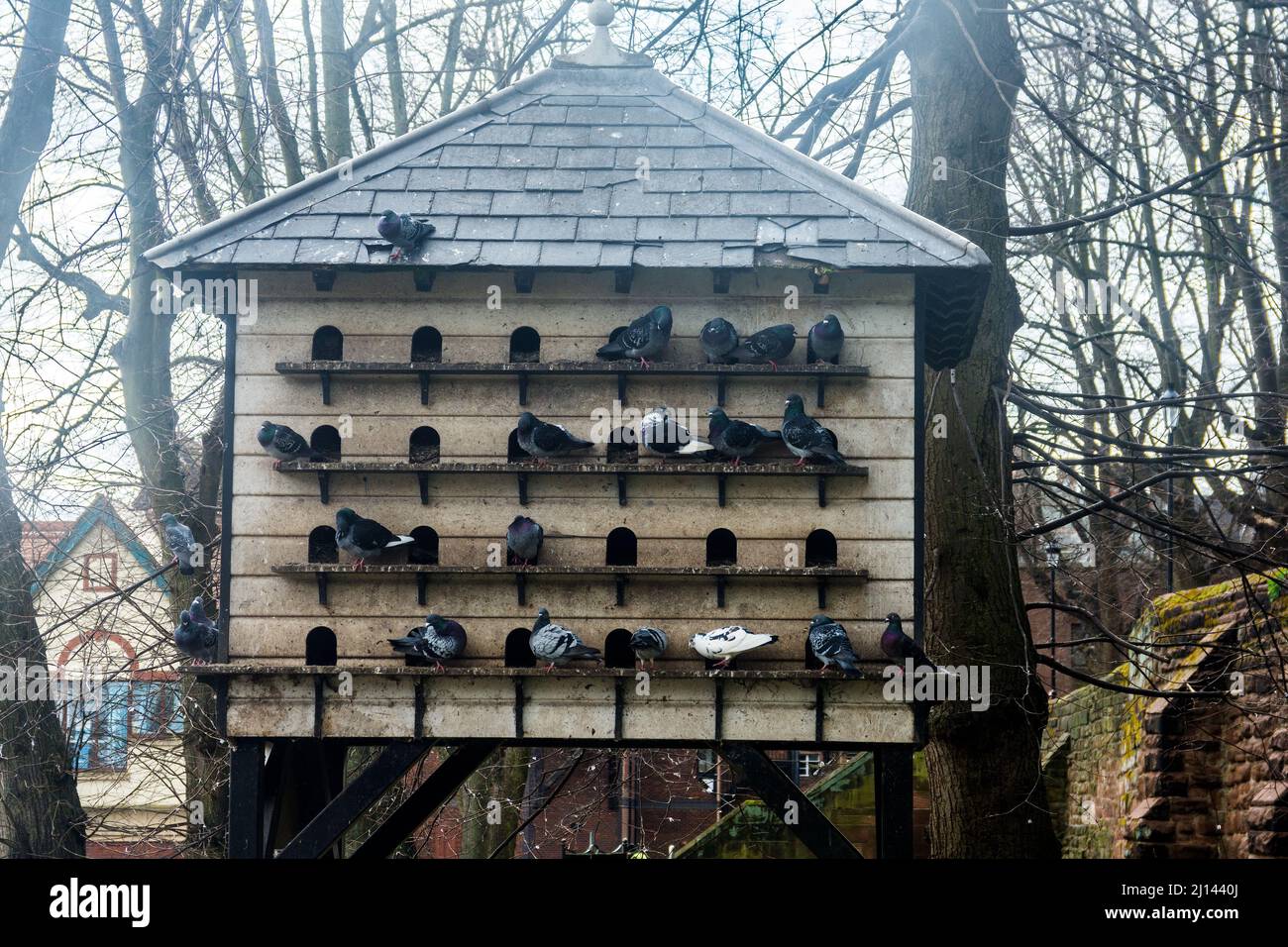 Aire d'alimentation désignée pour aider à réduire l'alimentation des pigeons dans d'autres parties de la ville. Banque D'Images