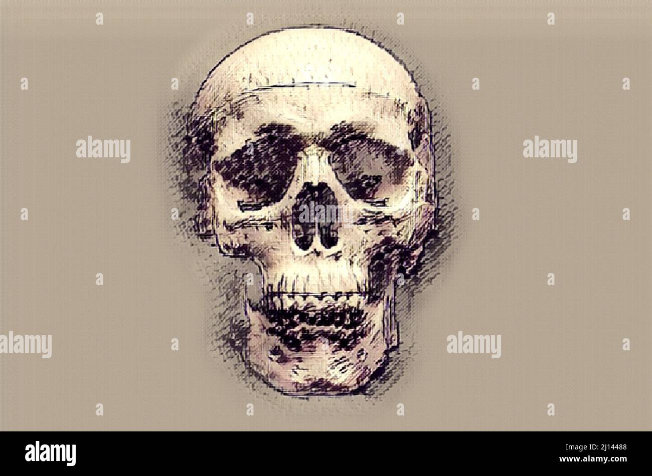 Crâne humain en plastique, rendu dans un style artistique, esquisse de mise en plan Banque D'Images
