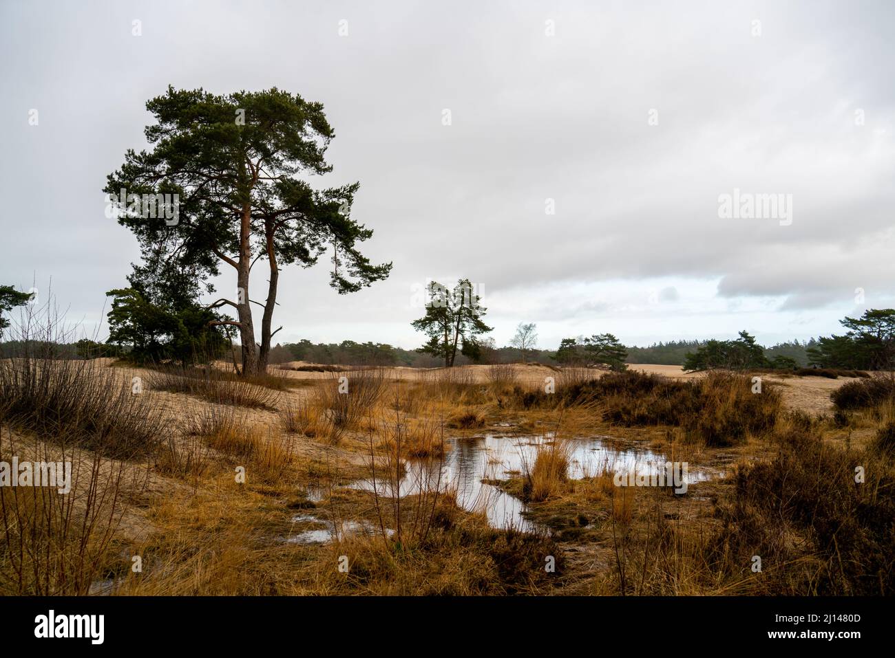 Paysage de dunes avec petite piscine Banque D'Images