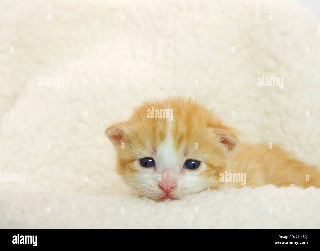 Chaton de tabby orange et blanc de deux semaines posé sur une couverture en peau de mouton regardant le spectateur. Banque D'Images