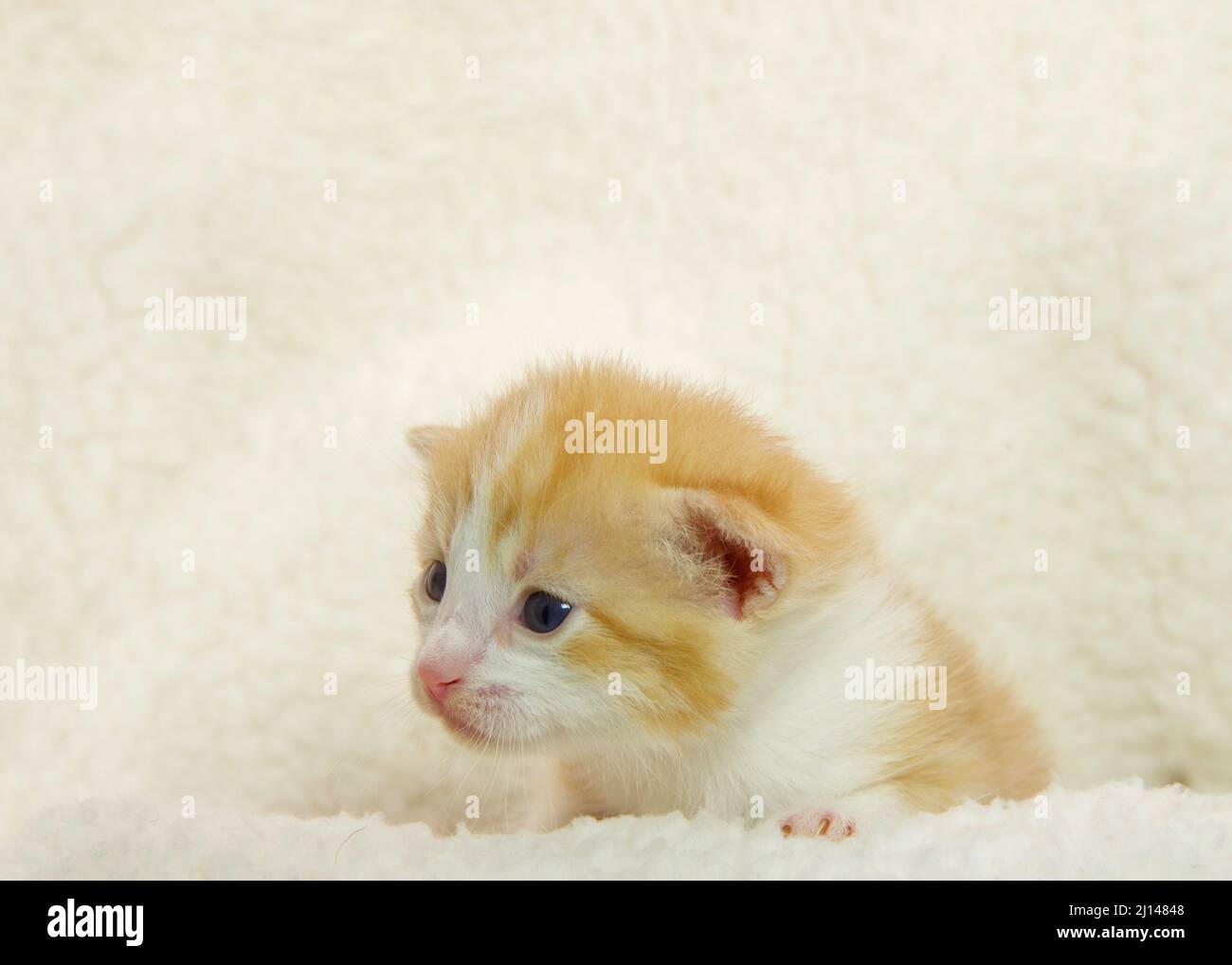 Chaton de tabby orange et blanc de deux semaines, posé sur une couverture en peau de mouton, regardant les spectateurs à gauche avec des yeux larges ouverts. Banque D'Images