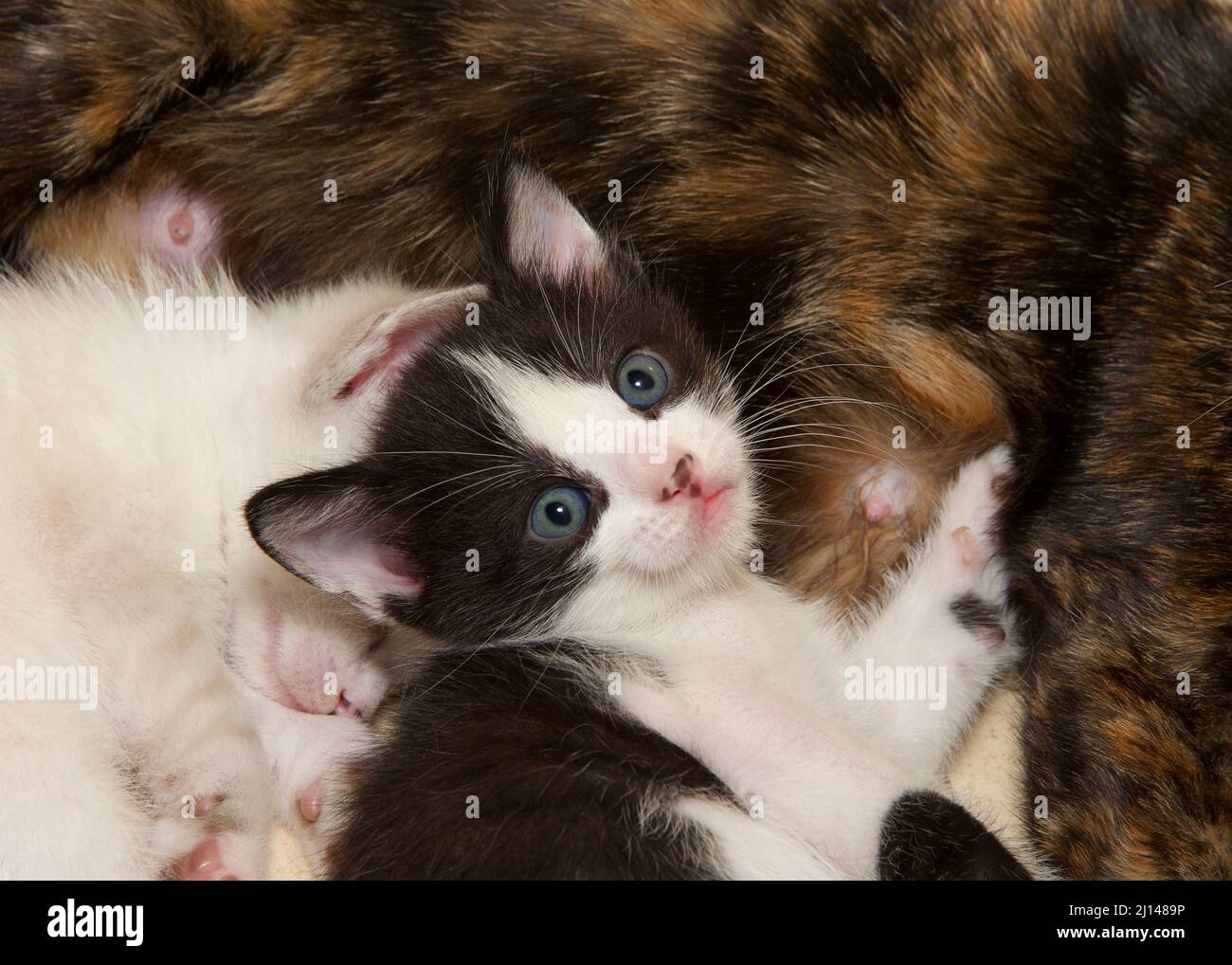 Gros plan d'un chaton noir et blanc posé sur une mère Tortie avec un frère blanc qui dormait à côté. Vue depuis le dessus du chaton Banque D'Images