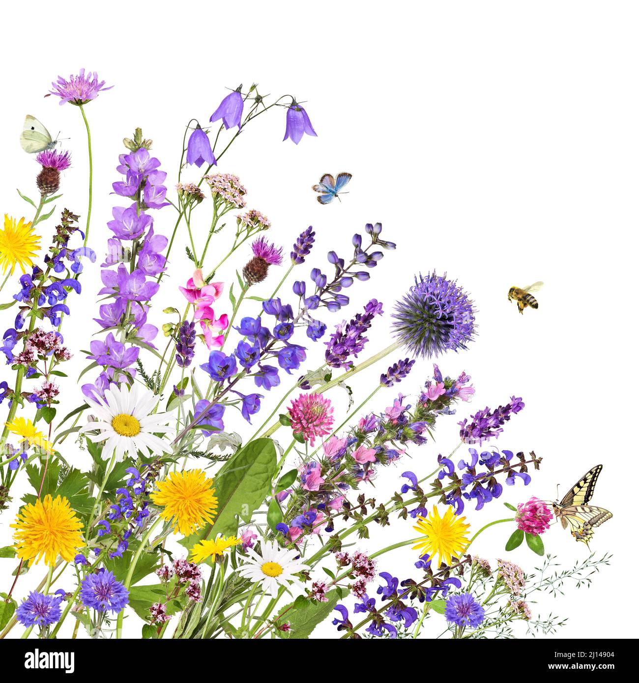 Différentes fleurs de jardin et de prairie, isolées Banque D'Images