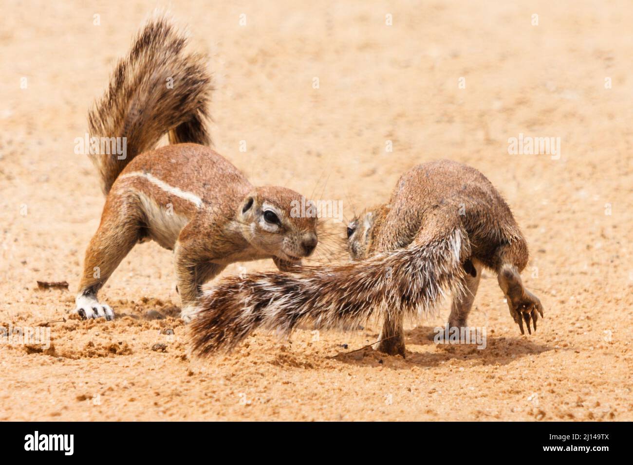 Écureuils terrestres d'Afrique du Sud, Xerus inauris, jouer, district de Nossob, parc national transfrontalier de Kgalagadi, Afrique du Sud Banque D'Images