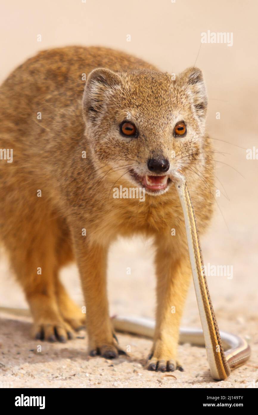 Mongoose jaune, Cyctis penicillata, avec le serpent de sable de Kalahari, Psammosphis trinasas, Prey, Parc national transfrontalier de Kgalagadi, Afrique du Sud Banque D'Images