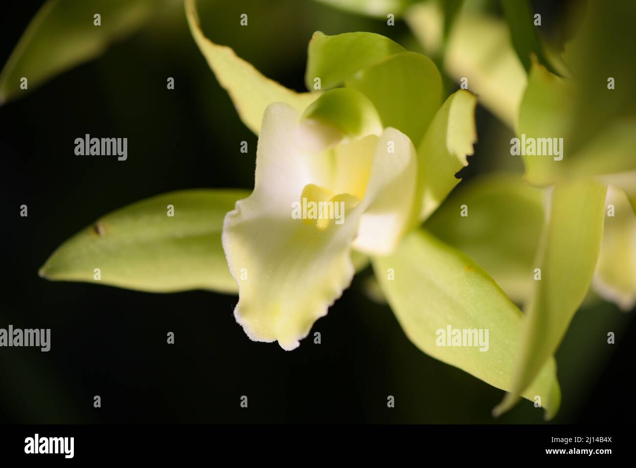 Macro photographie d'orchidée dans un jardin botanique en France Banque D'Images