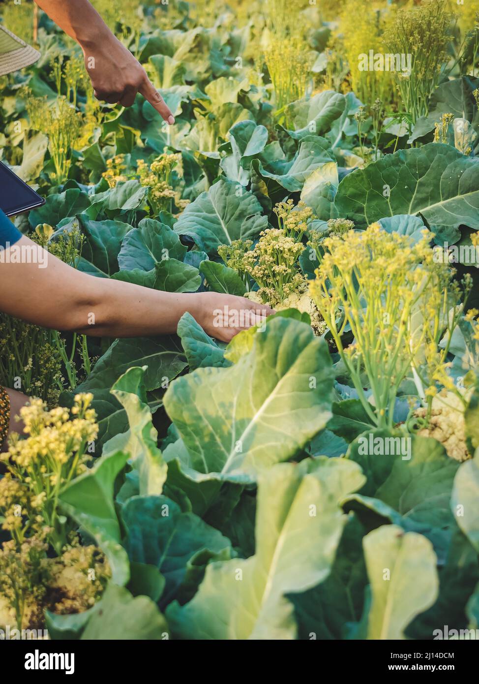 La recherche de jardinier féminin et la vérification de la qualité du chou-fleur frais dans la ferme biologique. Contrôle agricole asiatique sur le champ de chou-fleur. Légumes biologiques. Agricu Banque D'Images