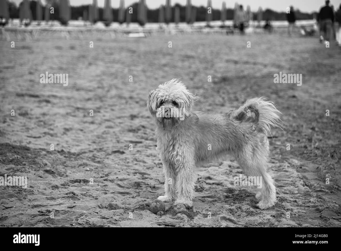 image en noir et blanc d'un chien blanc humide debout sur la plage Banque D'Images