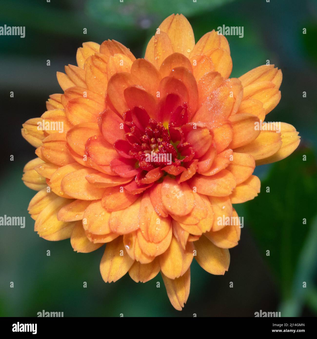 Gros plan de la fleur d'orange d'un chrysanthème, ou mère endurci. Banque D'Images