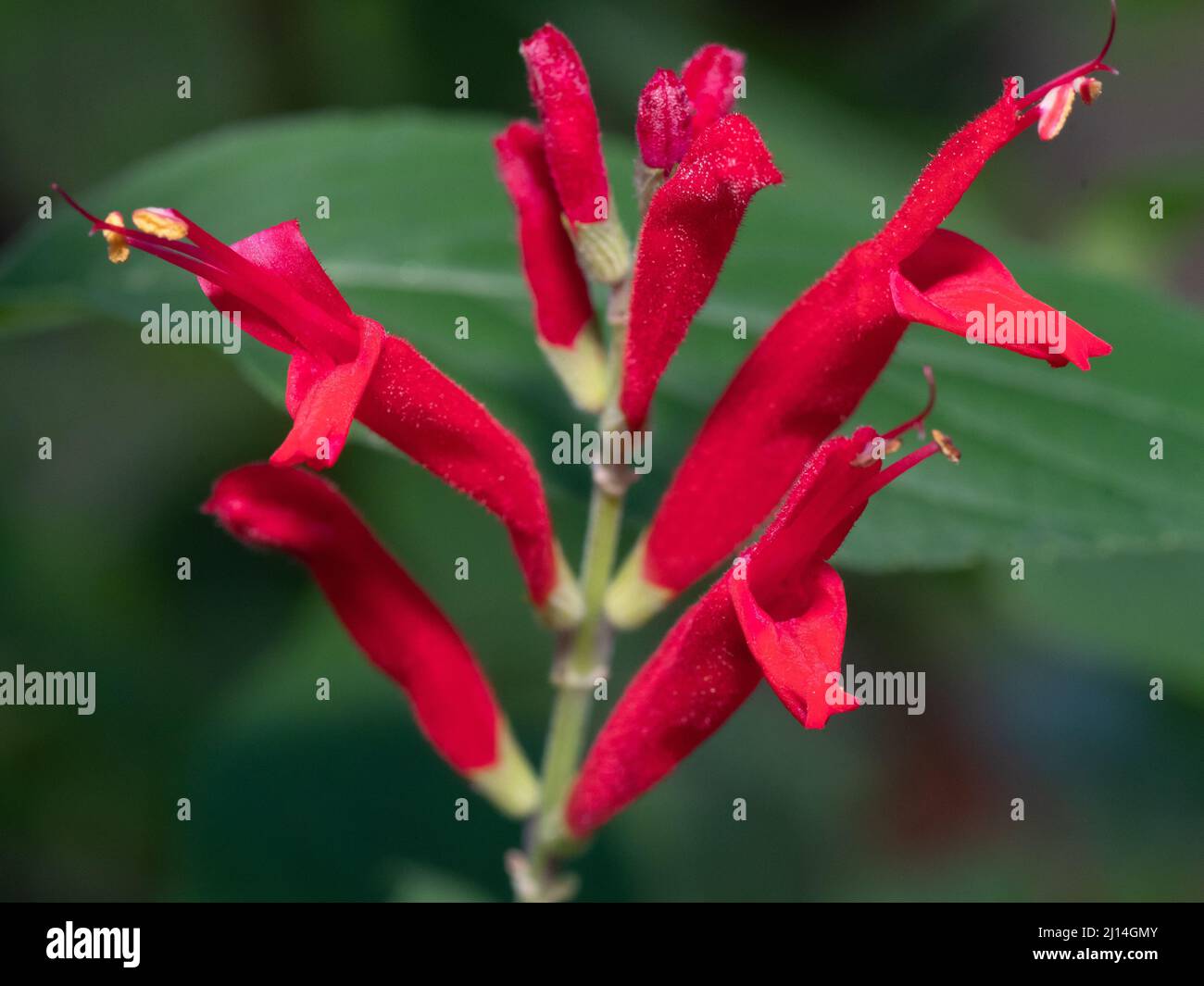 Les fleurs rouges de sauge d'ananas attirent les abeilles à la fin de l'été. Banque D'Images