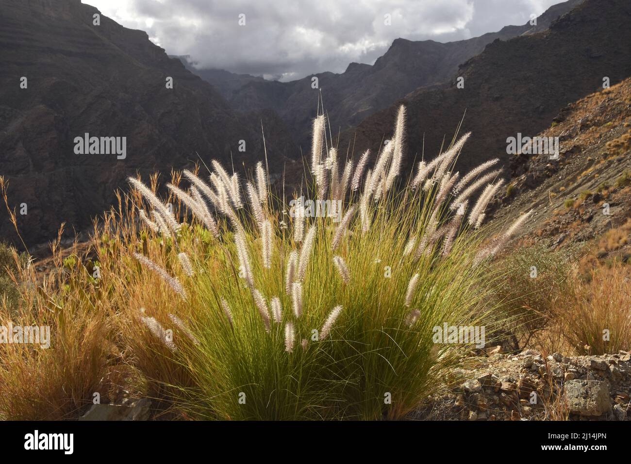 L'herbe de fontaine (Pennisetum setaceum) pousse dans les montagnes volcaniques arides du nord-ouest des îles Canaries de Grande Canarie en Espagne. Banque D'Images
