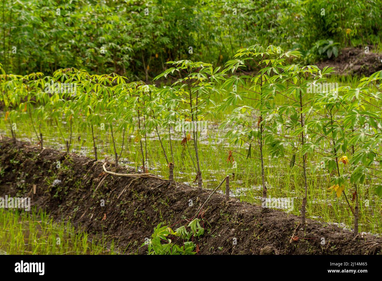 La plante de manioc qui pousse sur les champs de riz, est utilisée comme une culture supplémentaire, les feuilles sont utilisées pour les légumes et les tubercules sont comestibles, l'expansion des terres Banque D'Images