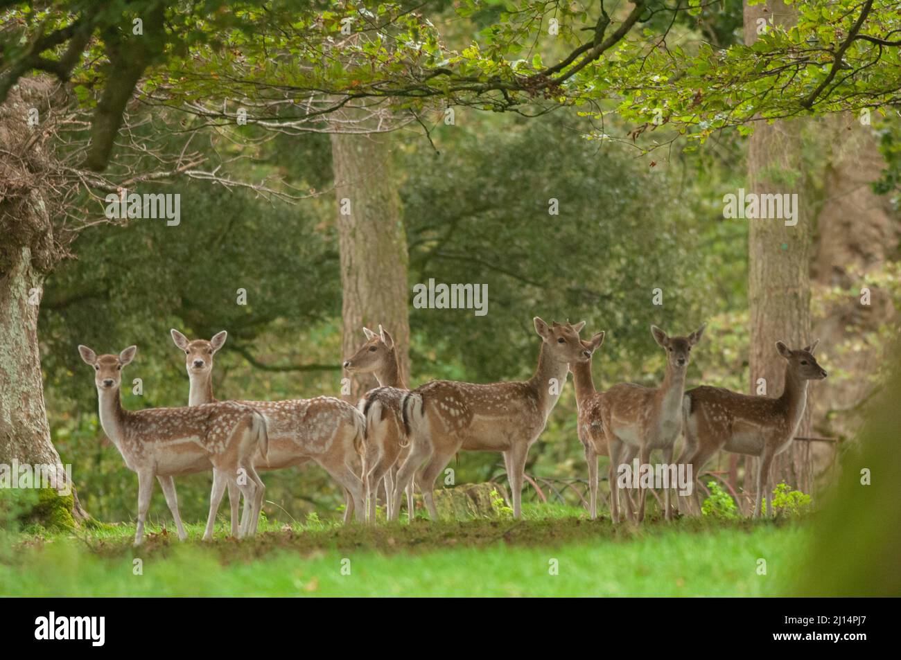Troupeau de cerfs de Virginie dans les bois, pays de Galles, Royaume-Uni Banque D'Images