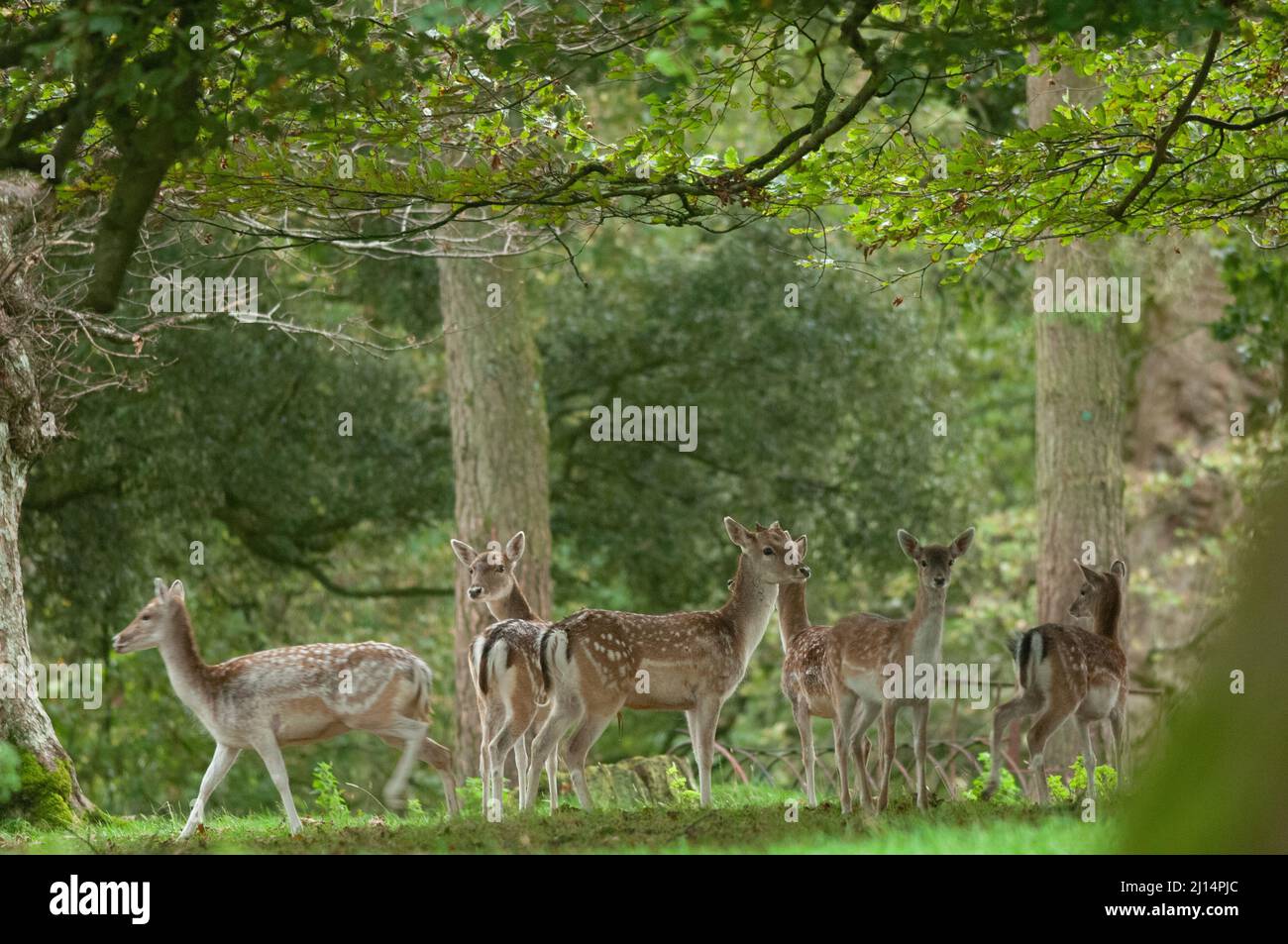 Troupeau de cerfs de Virginie dans les bois, pays de Galles, Royaume-Uni Banque D'Images