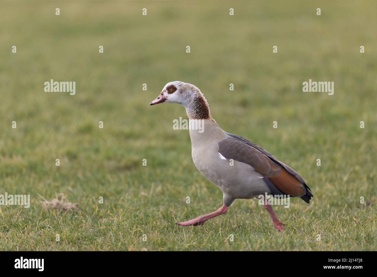 OIE d'Egypte (Alopochen aegyptiacus) adulte marchant sur l'herbe, Suffolk, Angleterre, mars Banque D'Images