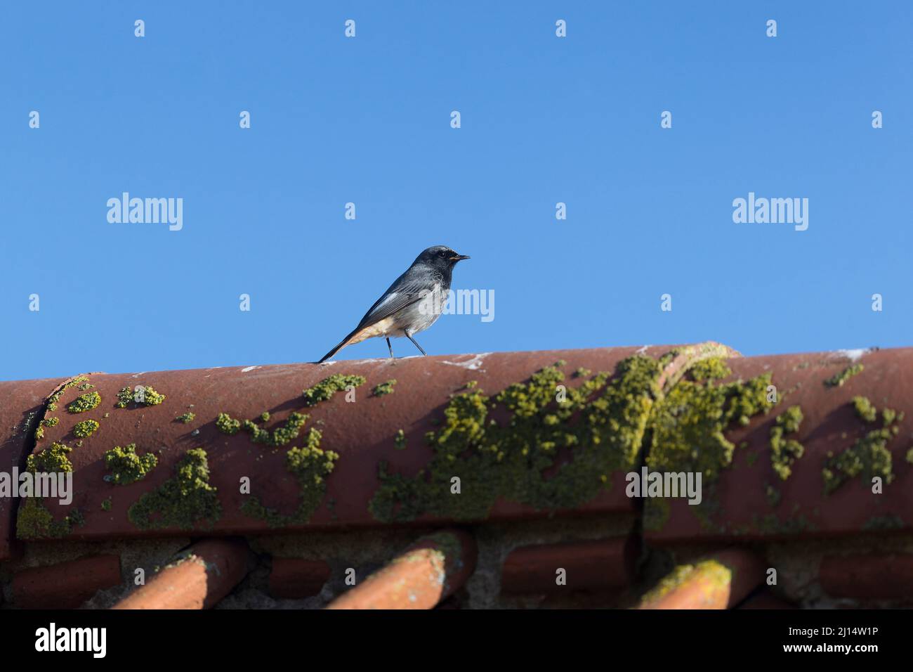 Black Redstart (Phoenicurus ochruros) adulte mâle debout sur le toit, Suffolk, Angleterre, mars Banque D'Images