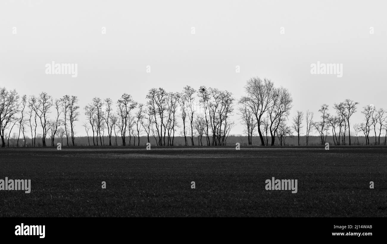 Beaucoup d'arbres dans une rangée à la fin du champ en noir et blanc Banque D'Images