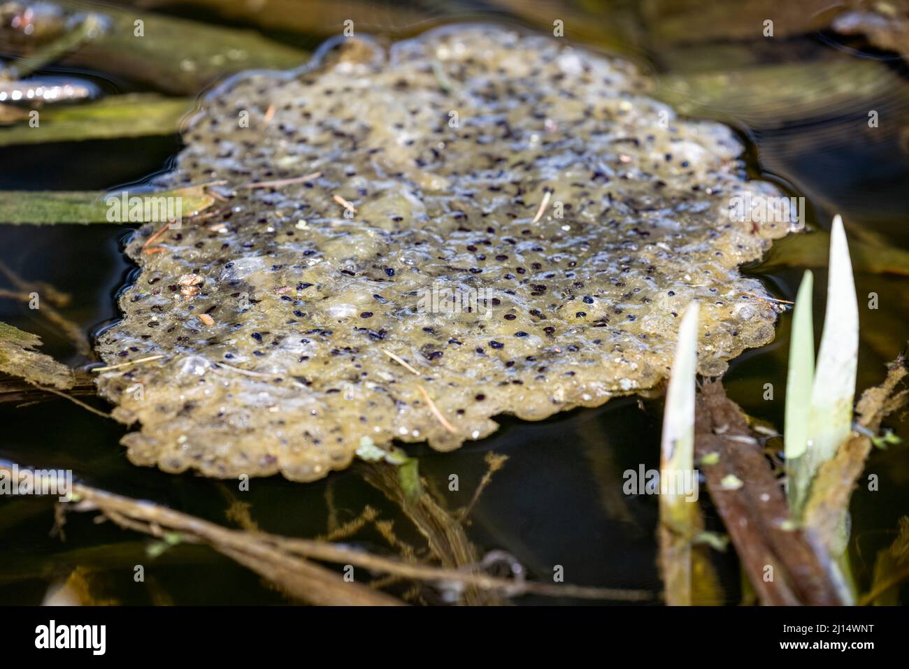 Gros plan de la grenouille fraie flottant sur la surface de l'étang Banque D'Images